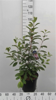 Viburnum x bodnantense 'Dawn'   pot   80 100 cm