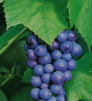 Vitis 'Boskoop Glory'   pot   50 60 cm  