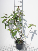 Viburnum rhytidophyllum   pot   30 50 cm  