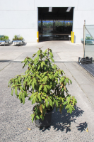 Viburnum rhytidophyllum   pot 12L   80 100 cm