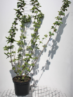 Viburnum x carlcephalum   pot 12L   80 100 cm