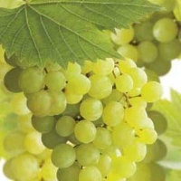 Vitis 'Golden Champion'   pot   50 60 cm  