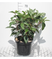Viburnum davidii   pot 15L   50 60 cm