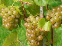 Vitis 'Himrod'   pot   50 60 cm  