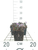 Viola labradorica   pot 9x9 cm  