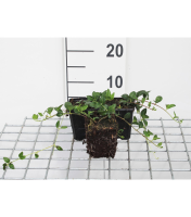 Vinca minor 'Alba'   pot 9x9 cm