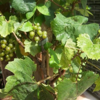 Vitis 'Muscaat of Alexandria' (Muscaat van Alexandrie)   pot   50 60 cm