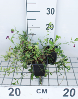 Vinca minor 'Atropurpurea'   pot 9x9 cm