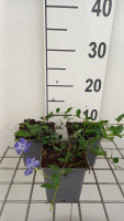 Vinca minor 'Marie'   pot 9x9 cm  
