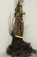 Viburnum opulus   blote wortel   60 90 cm   3 5 takken