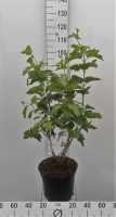 Viburnum opulus   pot 10L   80 100 cm