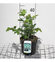 Viburnum opulus 'Roseum'   pot   40 60 cm  