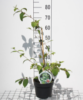 Viburnum plicatum 'JWW1' (Kilimandjaro)   pot 3L   50 60 cm
