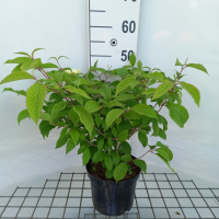 Viburnum plicatum 'Lanarth'   pot   40 60 cm
