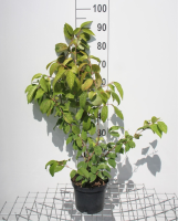 Viburnum plicatum f. Tomentosum   pot   40 60 cm  