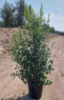 Viburnum tinus 'Eve Price'   pot 35L   125 150 cm  