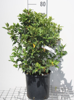 Viburnum tinus 'Eve Price'   pot 10L   60 80 cm