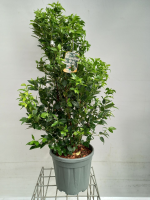 Viburnum tinus 'Eve Price'   pot 18L   80 100 cm