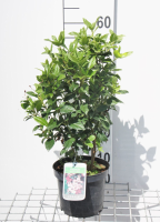 Viburnum tinus 'Eve Price'   pot 5L   50 60 cm  