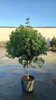 Viburnum tinus 'Eve Price'   pot 45L   halfstam boom
