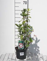 Viburnum tinus 'Gwenllian'   pot   25 30 cm
