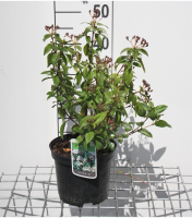 Viburnum tinus   pot   30 40 cm