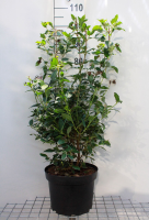 Viburnum tinus   pot   80 100 cm