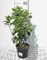 Viburnum tinus 'Loren' (Lisarose)   pot   25 30 cm