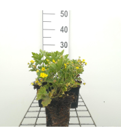 Waldsteinia geoides   pot 9x9 cm  