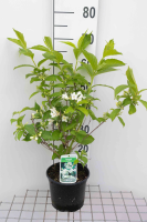 Weigela 'Candida'   pot   50 60 cm