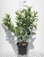 Weigela 'Candida'   pot 10L   80 100 cm