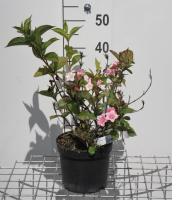 Weigela 'Courtalor' (Carnaval)   pot   50 60 cm