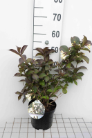 Weigela 'Courtacad1'   pot   30 40 cm