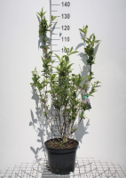 Weigela 'Eva Rathke'   pot   50 60 cm