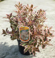 Weigela florida 'Verweig' (Monet)   pot   25 30 cm