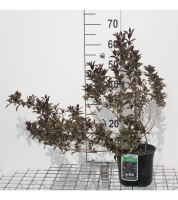 Weigela florida 'Victoria'   pot   50 60 cm