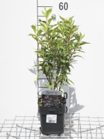 Weigela 'Nana Variegata'   pot   30 40 cm