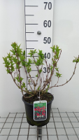 Weigela 'Red Prince'   pot   40 50 cm