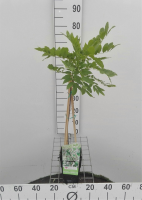 Wisteria floribunda 'Alba'   pot   50 60 cm  