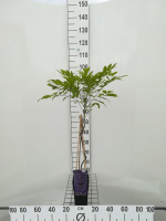 Wisteria floribunda 'Kyushaku'   pot   50 60 cm