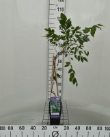 Wisteria sinensis 'Prolific'   pot   50 60 cm