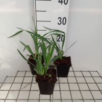 Yucca filamentosa   pot 9x9 cm  