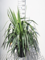 Yucca gloriosa   pot 10L   50 60 cm