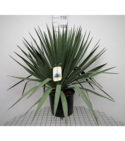 Yucca gloriosa   pot 15L   60 80 cm