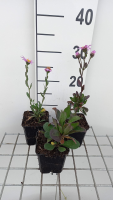 Aster amellus 'Rosa Erfüllung'   pot 9x9 cm