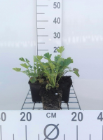 Geum chiloense 'Lady Stratheden'   pot 9x9 cm  