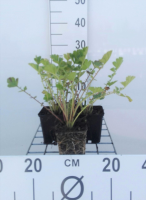 Geum chiloense 'Mrs Bradshaw'   pot 9x9 cm  