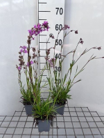 Lychnis viscaria 'Splendens'   pot 9x9 cm