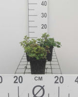 Oregano, wilde marjolein, palingkruid   pot 9x9 cm (Origanum vulgare)  
