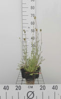 Kleine pimpernel   pot 9x9 cm (Sanguisorba minor)  
